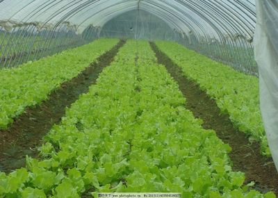 蔬菜种植心得 从大棚到餐桌的绿意盎然