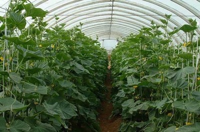 大棚蔬菜种植利润分析与种植策略