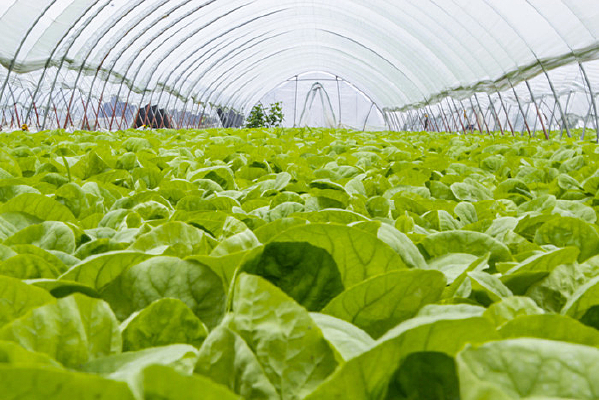 阳光菜园——实用塑料大棚单层水培系统高蛋白食叶草管理指南