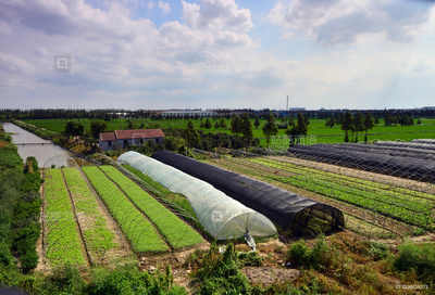 农村菜地蔬菜种植全攻略
