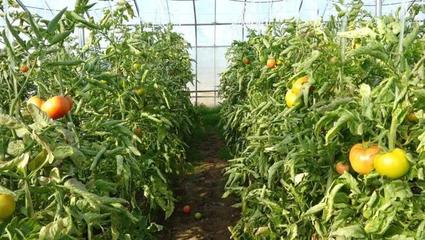 力农蔬菜种植合作社积极应对降温天气，保障蔬菜生产稳定