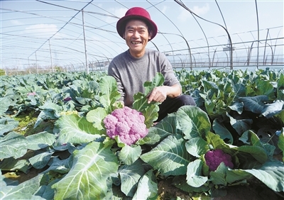 全产业链布局 从田间到餐桌的“慈蔬”模式
