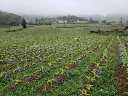 秋冬接茬蔬菜种植火热推进 大田乡田间地头焕发新活力