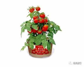 绿色微缩小天地 日本全家便利店园艺套装全新登场